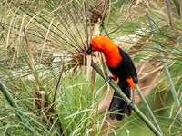 Scarlet Headed Blackbird