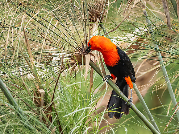 Scarlet Headed Blackbird