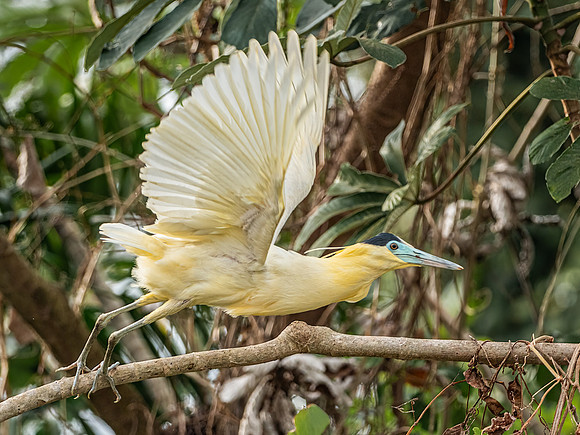 Capped Heron