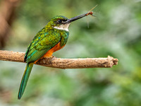 Rufous Tailed Jacamar