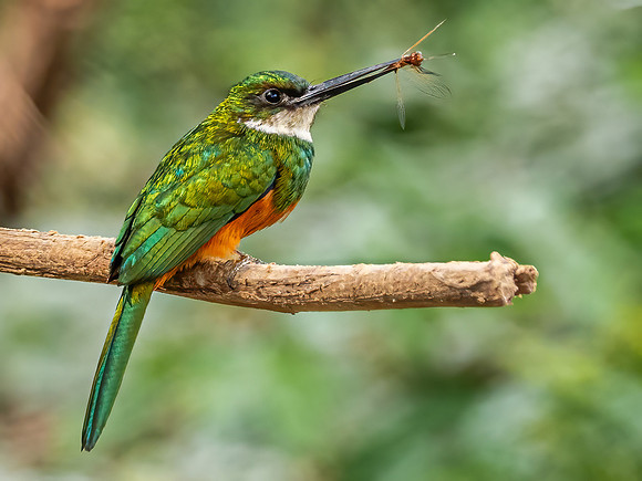 Rufous Tailed Jacamar
