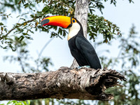 Toco Toucan