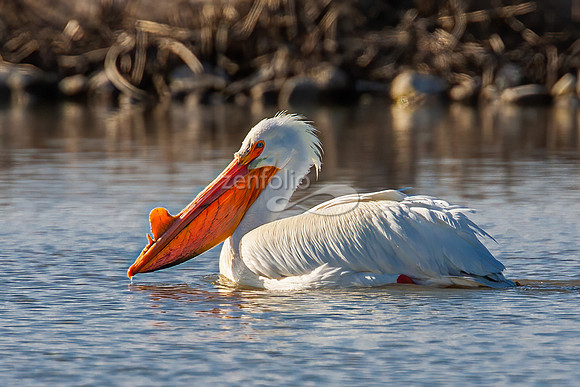 American White Pelican