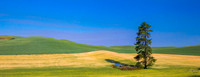 Lone Pine Tree