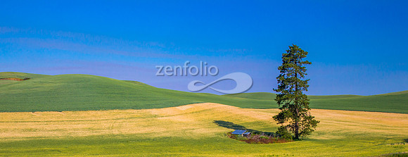 Lone Pine Tree