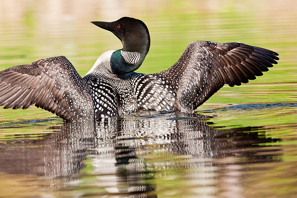 Common Loon