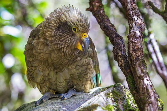 Kea
