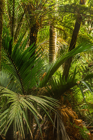 Rain Forest