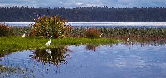Plumed Egret