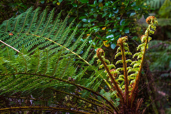 Fern Fiddleheads