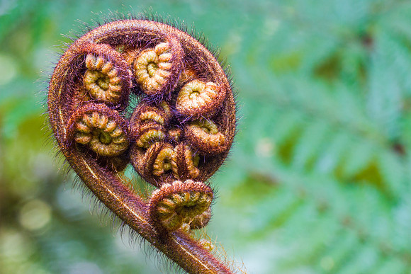 Fern Fiddleheads