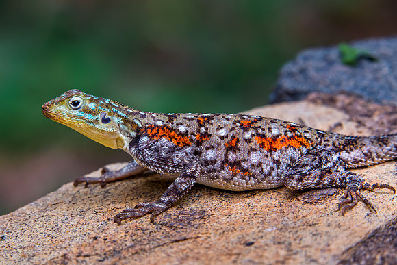 Agama Lizard (F)