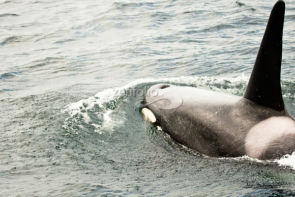 Orca
