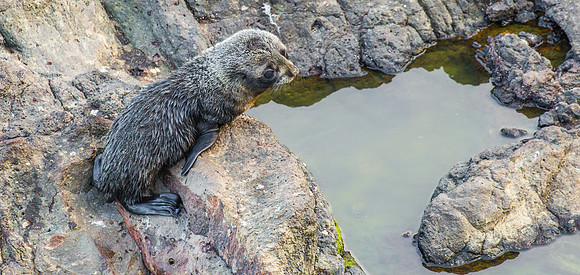 Fur Seal Pup