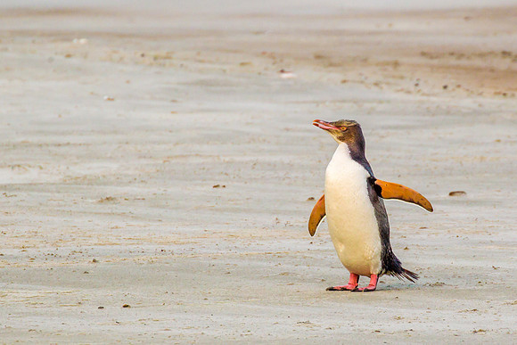 Penguin - Yellow Eyed