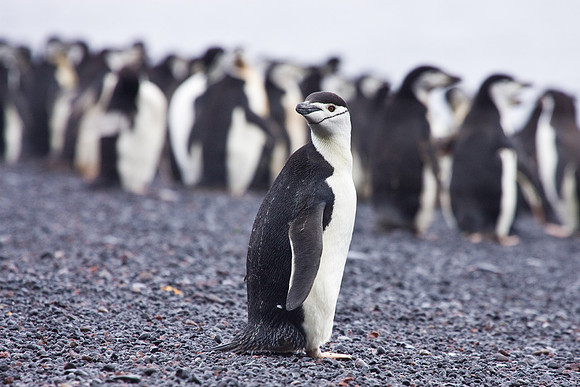 Chinstrap Penguin