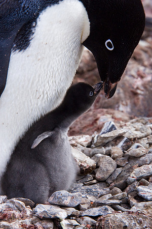 Adalie Penguin
