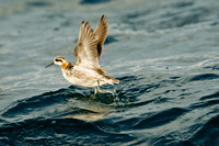 Red Necked Phalarope