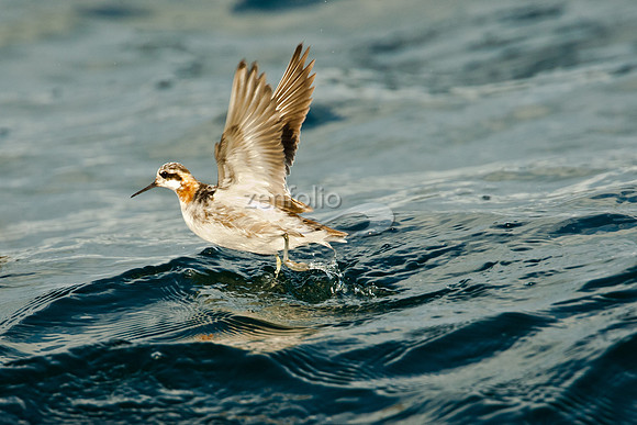 Red Necked Phalarope