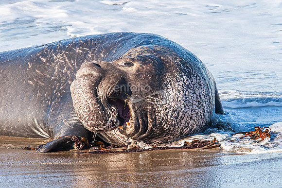 Northern Elephant Seal Male