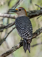Golden Fronted Woodpecker
