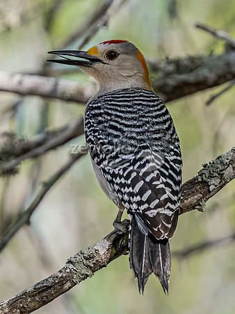 Golden Fronted Woodpecker
