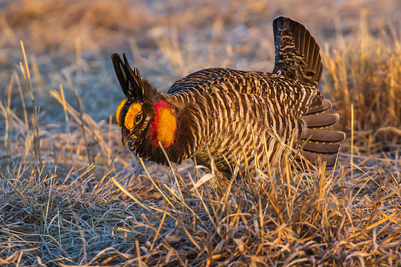 Greater Prairie Chicken