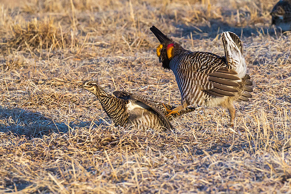 Greater Prairie Chicken