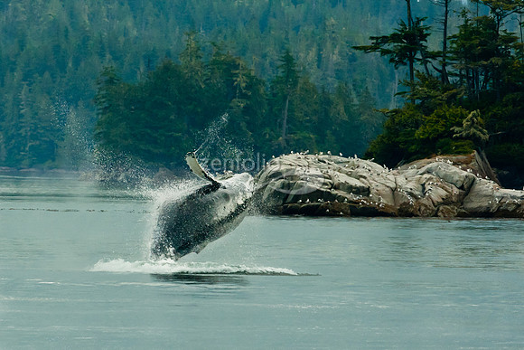 Humpback Whale