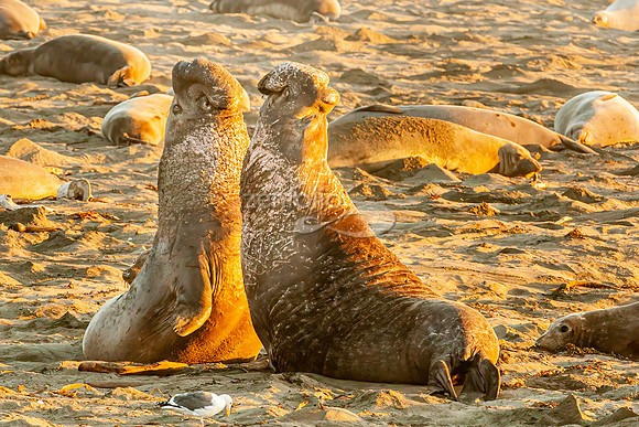 Male Elephant Seals Fighting