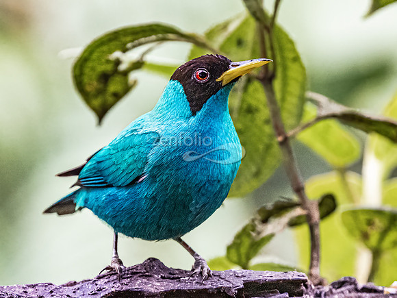 Green Honeycreeper