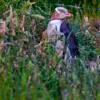 Yellow-Eyed Penguin