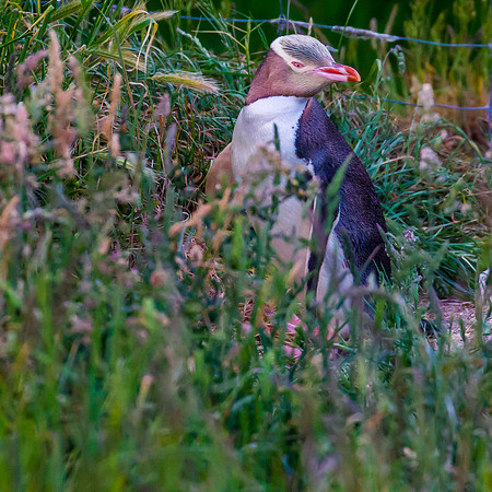 Yellow-Eyed Penguin