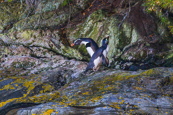 Crested Fjordland Penguin