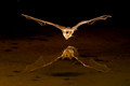 Bats