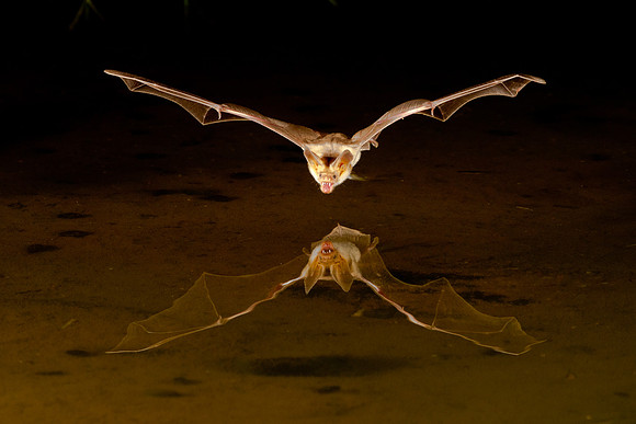 Pallit Bat