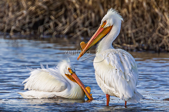 American White Pelican