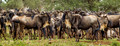 Africa
