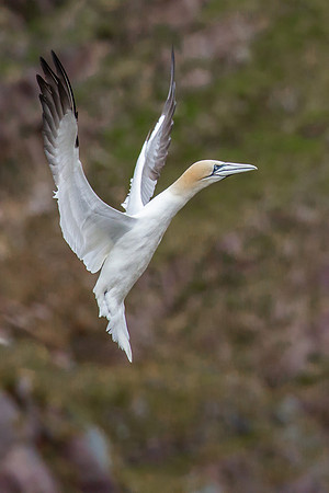 Northern Gannet