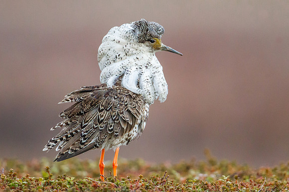 Ruff Displaying Breeding Plumage
