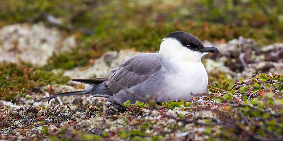 Long Tailed Jaeger