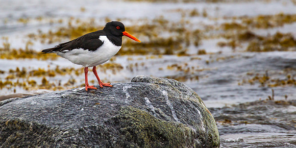 Oystercatcher