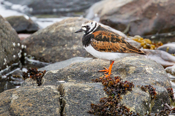 Ruddy Turnstone