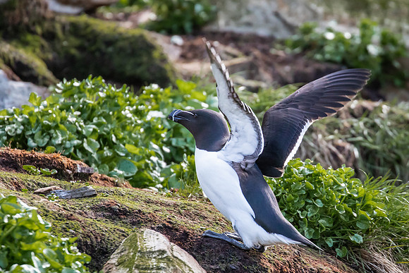 Razorbill