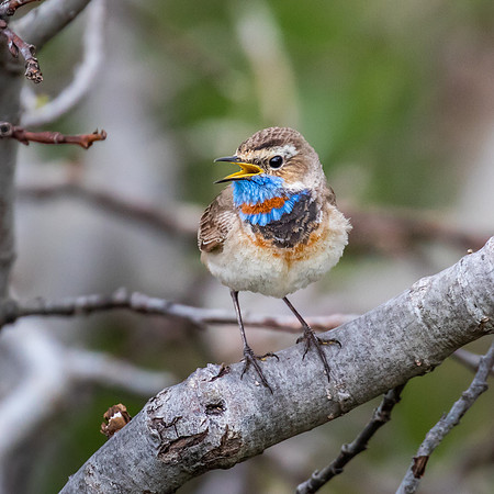 Bluethroat
