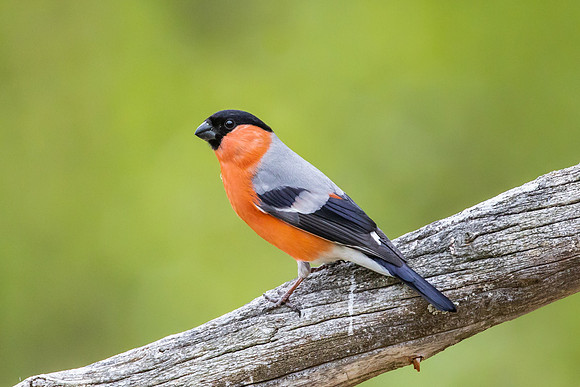 Eurasian Bullfinch