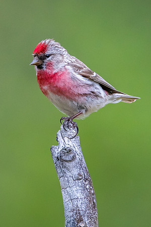 Common Redpoll