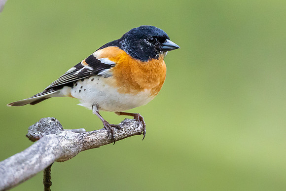 Brambling