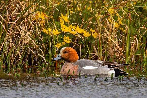 Eurasian Wigeon