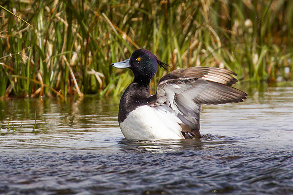 Tufted Duck Wing Flap